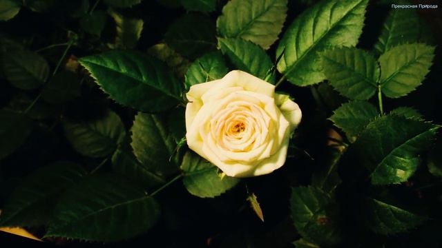 Эту песню можно слушать вечно🌺Божественная музыка трогает за душу🌺Красивая весенняя мелодия #14 смотреть онлайн