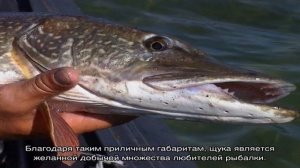 Когда щука мечет икру