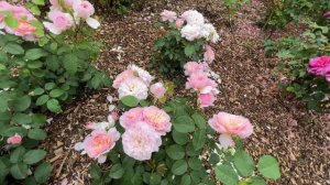 🌹 David Austin's Elizabeth Rose |AUSmajesty | English Roses