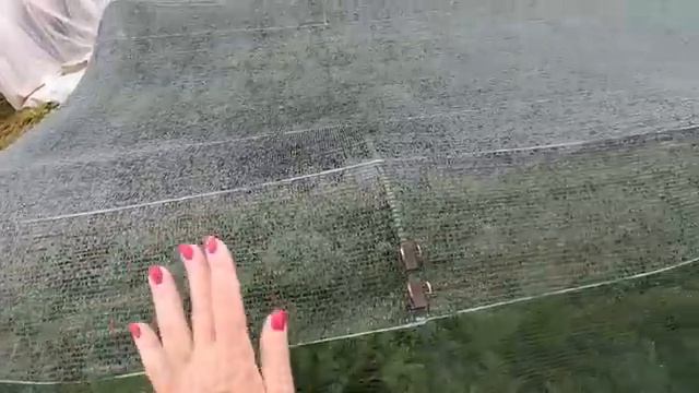 Осторожно - гнили! Огородная текучка - обработки от заболеваний, уход за растениями, новые посевы. смотреть онлайн