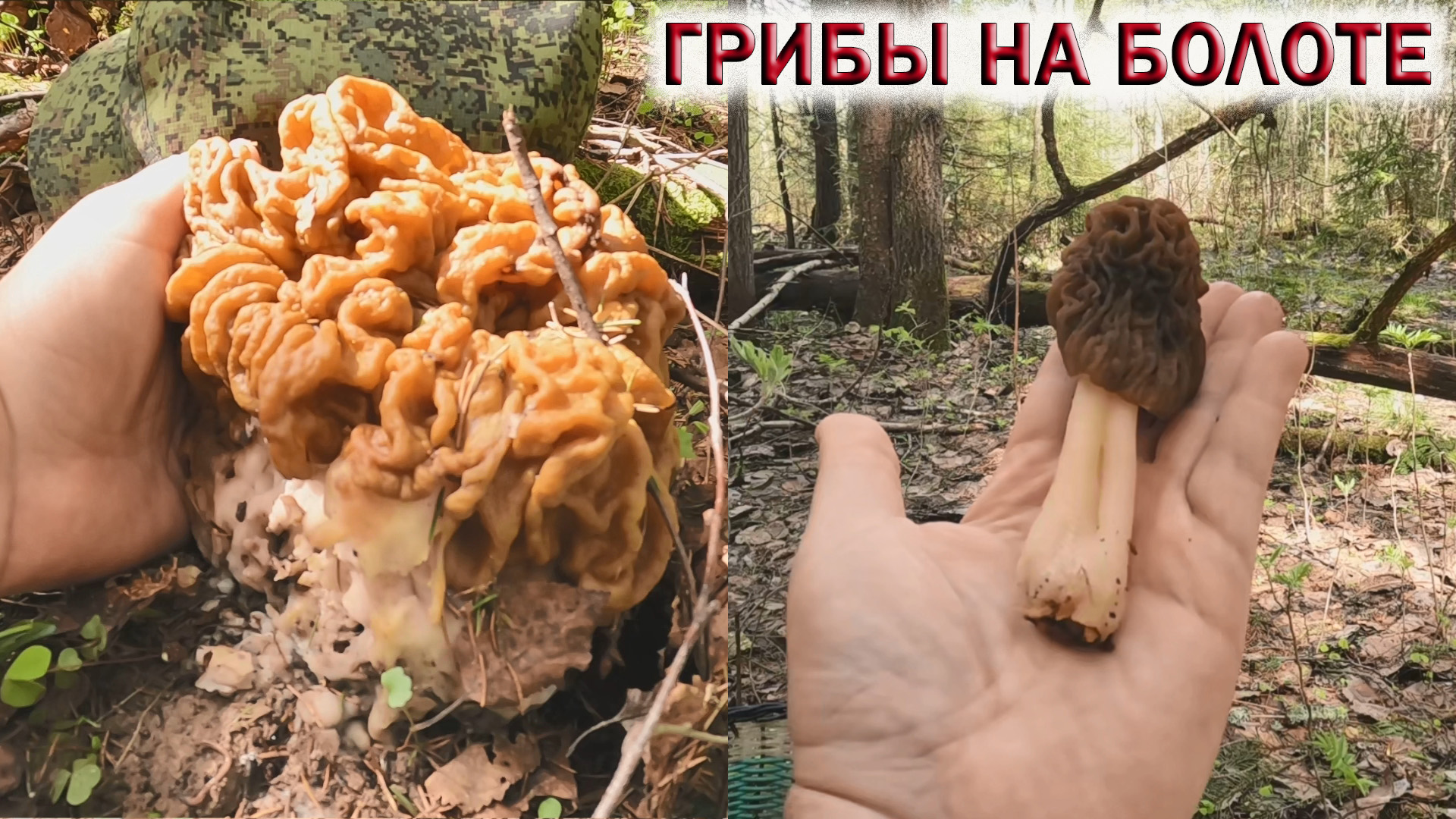 ГРИБЫ НА БОЛОТЕ.?СМОРЧКОВАЯ ШАПОЧКА.?СТРОЧОК ГИГАНТСКИЙ 60 РАЗМЕРА.⚡УРАГАН В ЛЕСУ.?Грибы 2022 Май смотреть онлайн