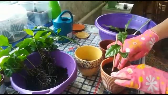 КОФЕ АРАБИКА. РАЗМНОЖЕНИЕ И ПЕРЕСАДКА смотреть онлайн