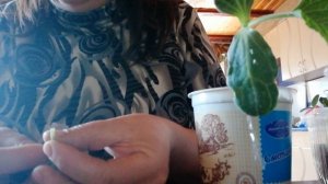 Прививка арбуза на лагенарию. Мой метод в разрез. Обзор моих сортов и гибридов