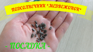 ПОДСОЛНЕЧНИК *МЕДВЕЖОНОК*.ПОСАДКА#посадка#подсолнечник#межвежонок#подсолнечникпосадка#желтыецветы#