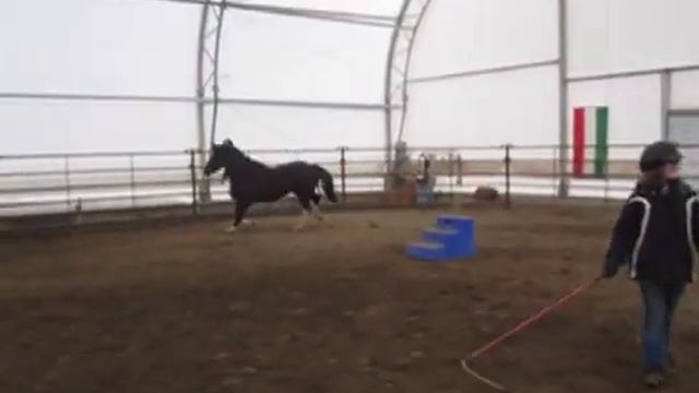 Twister - Free Moving - Welsh Pony for Sale in Oregon смотреть онлайн
