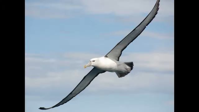 ДМИТРИЙ ПОЛТОРАЦКИЙ - АЛЬБАТРОС смотреть онлайн