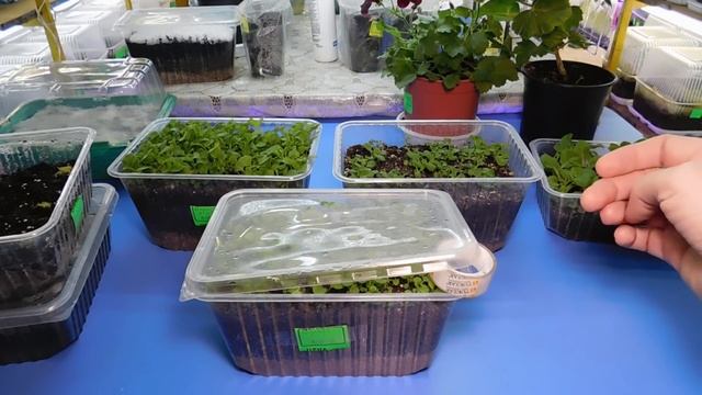 ???САМЫЙ УДАЧНЫЙ СПОСОБ ВЫРАЩИВАНИЯ ПЕТУНИИ ! Посев семян и уход за сеянцами смотреть онлайн