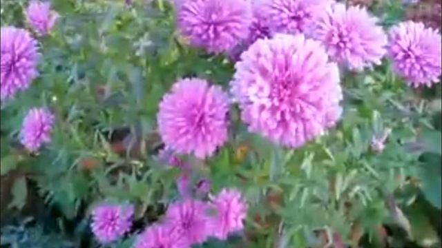 Осенние звездочки сада. Виргинская (новобельгийская) астра - сентябринка смотреть онлайн