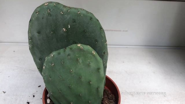 How To Grow & Care For Opuntia Ficus Indica Prickly Pear смотреть онлайн
