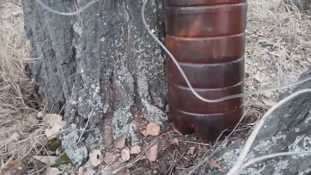 Сбор березового сока, для долгого хранения с помощью стерильной системы(капельницы) смотреть онлайн