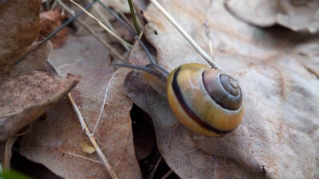 Dom za 100tys - Wykop pod fundamenty, przygotowanie terenu pod fundamenty #2 смотреть онлайн