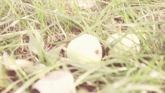 Яблочный день смотреть онлайн