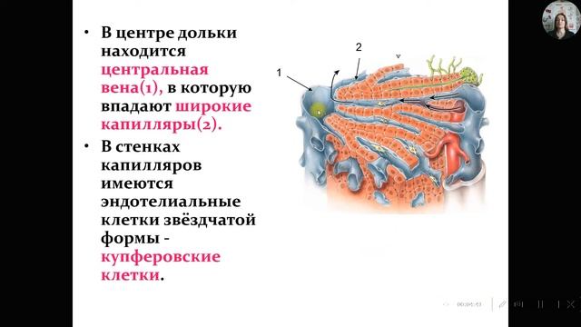 Анатомия и физиология печени человека.Желчный пузырь.Строение и функции смотреть онлайн