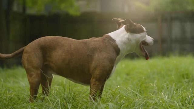 Семья забрала собаку из приюта. То, что она сделал с их дочерью ужасает! смотреть онлайн