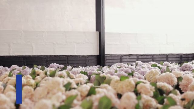 Hydrangea Growing and Tinting Process with Pronto Farms смотреть онлайн