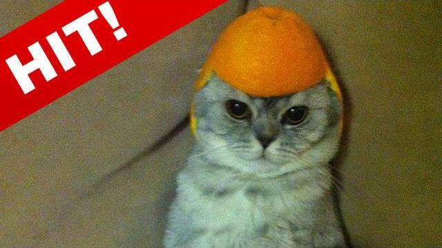 говорящие коты