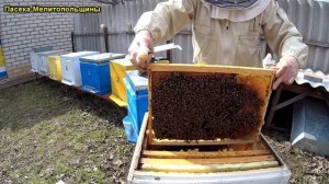 Сокращение пчелиного гнезда весной по методу Блинова 27 марта
