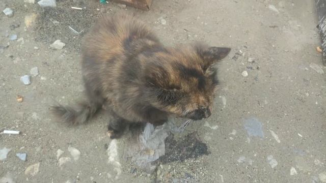 Кошка киса кот Анапа стройка мост 2017 крым смотреть онлайн