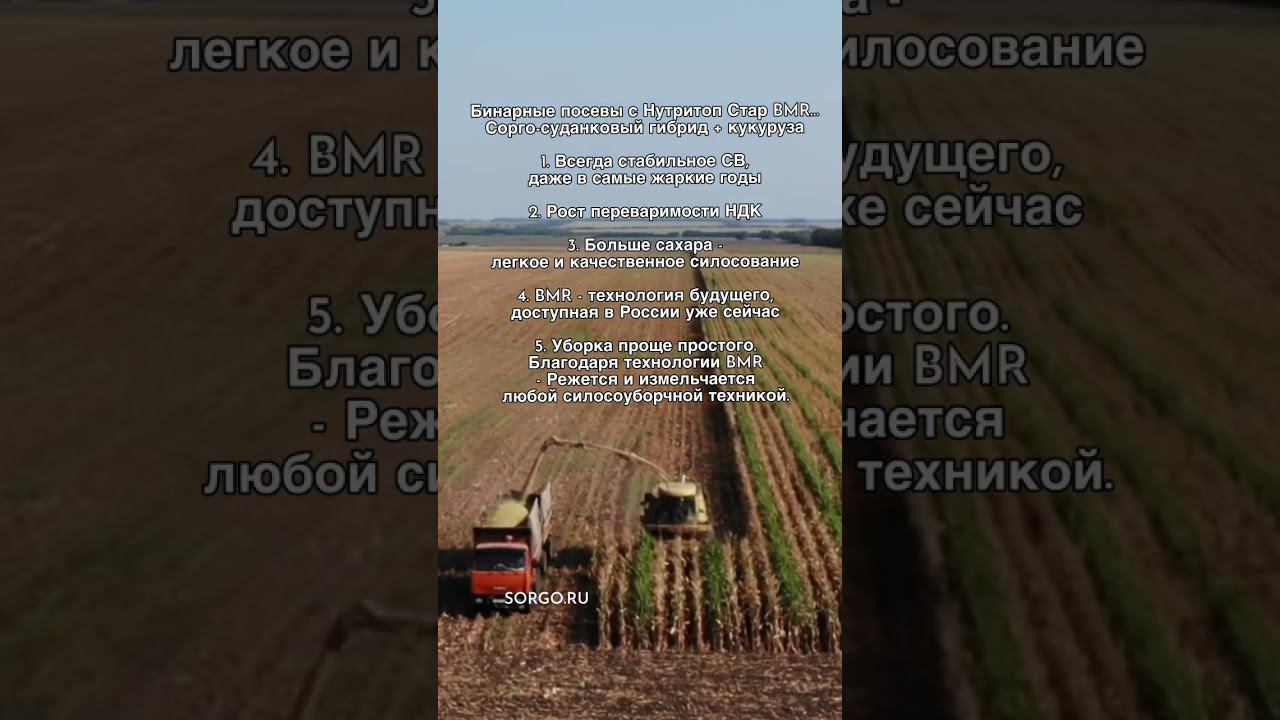Бинарные посевы с Нутритоп Стар BMR Сорго + кукуруза binary crops of #corn and #sorghum смотреть онлайн