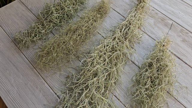 Тилландсия уснеевидная и её 4 разновидности