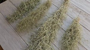 Тилландсия уснеевидная и её 4 разновидности