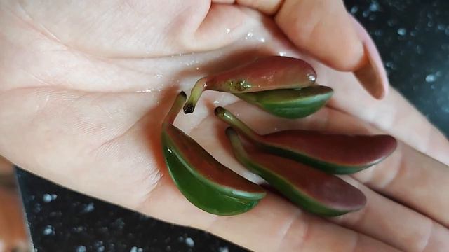 пеперомия Гравеоленс