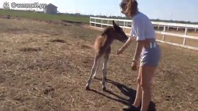 Первый вход в конюшню