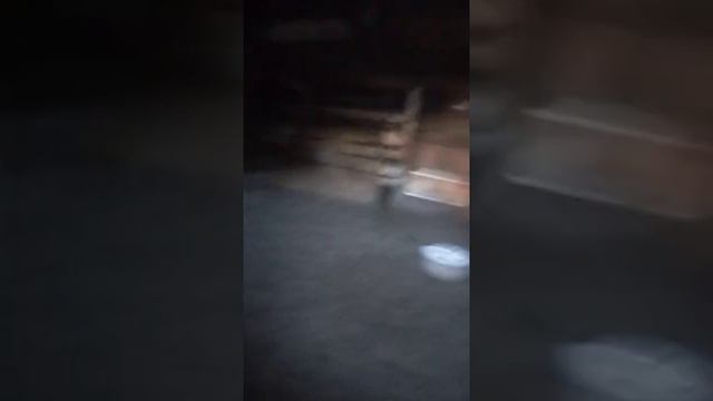 какие у нас есть животные. смотреть онлайн