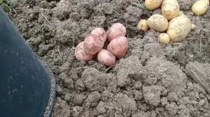 Обзор сортов Аврора и Гала. Картофель без окучивания.