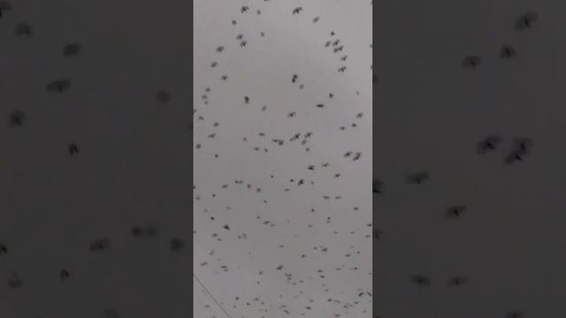 перелётные птицы пора на юг Грачи улетают