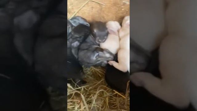 20 Little rabbits)) 2023 р. смотреть онлайн
