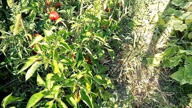 Созревает перец Ратунда смотреть онлайн