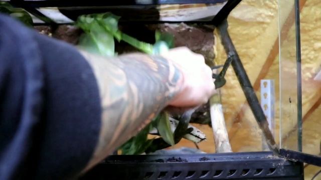 New Jungle Carpet Python Enclosure Set up! смотреть онлайн