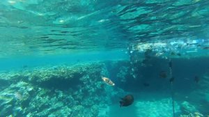 Concorde El Salam Sharm El Sheikh. Риф отеля