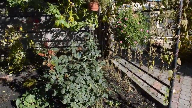 Купила новые растения. Куда пристроила? смотреть онлайн