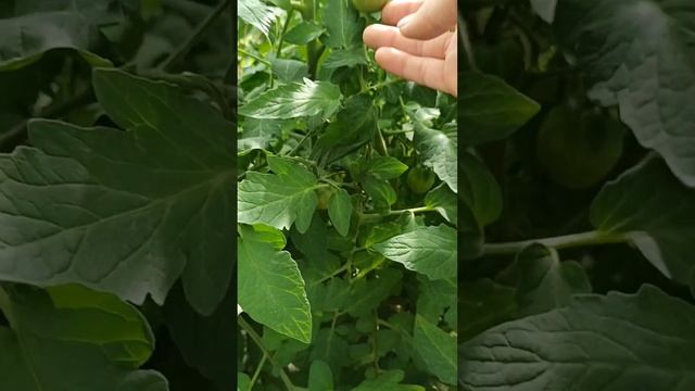 Перекличка дачников огородников. #10 #курган_тюбе #2023 #дача #курган45 смотреть онлайн