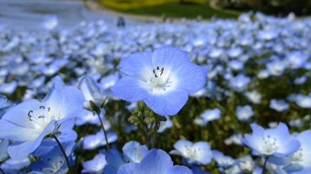 QARTULI XMEBI-GHIGHILO смотреть онлайн