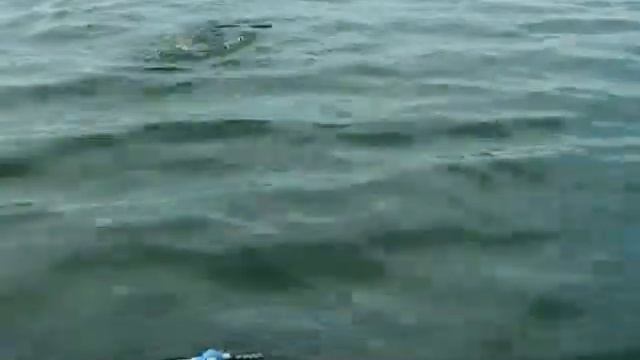 Видеоинструкция -"как не надо пользоваться подсачеком" смотреть онлайн