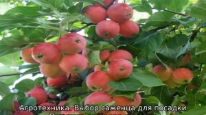 Яблоня Сувенир Алтая