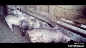 Кормление свиней экструдированным кормом