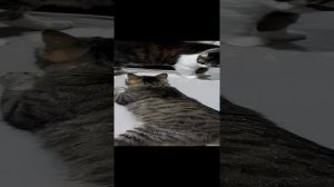 Серый тролляка