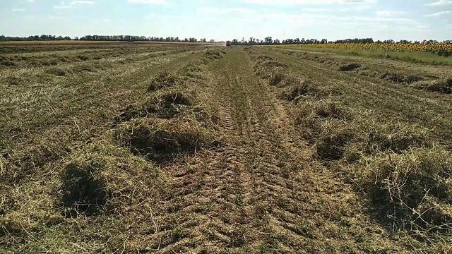 Люцерна на насіння. смотреть онлайн
