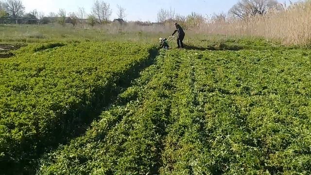 Начало сезона. Косим люцерну на сено. смотреть онлайн
