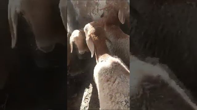 сатылды смотреть онлайн