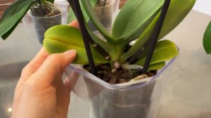 Желтеет лист у орхидеи фаленопсис по периметру от края пластины! Почемму желтеет лист от шеи у орхи