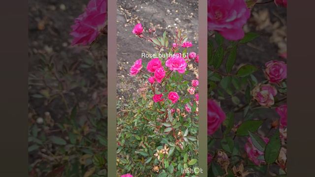 Бэйби Кримсон https://rose-bushes.ru/ смотреть онлайн