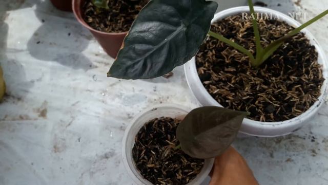 ALOCASIA INFERNALIS