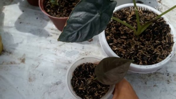 ALOCASIA INFERNALIS