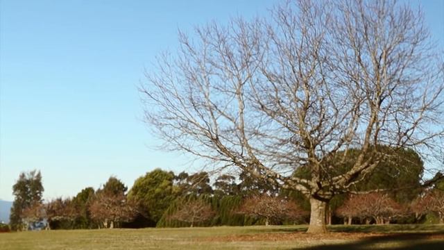 2015 Melbourne National Rhododendron Gardens - A Winter Day смотреть онлайн