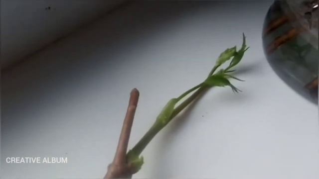 Parthenocissus смотреть онлайн